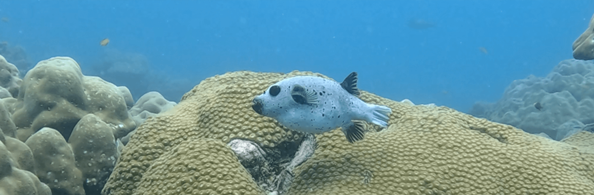 Advanced Open Water Course - PADI Certification 1