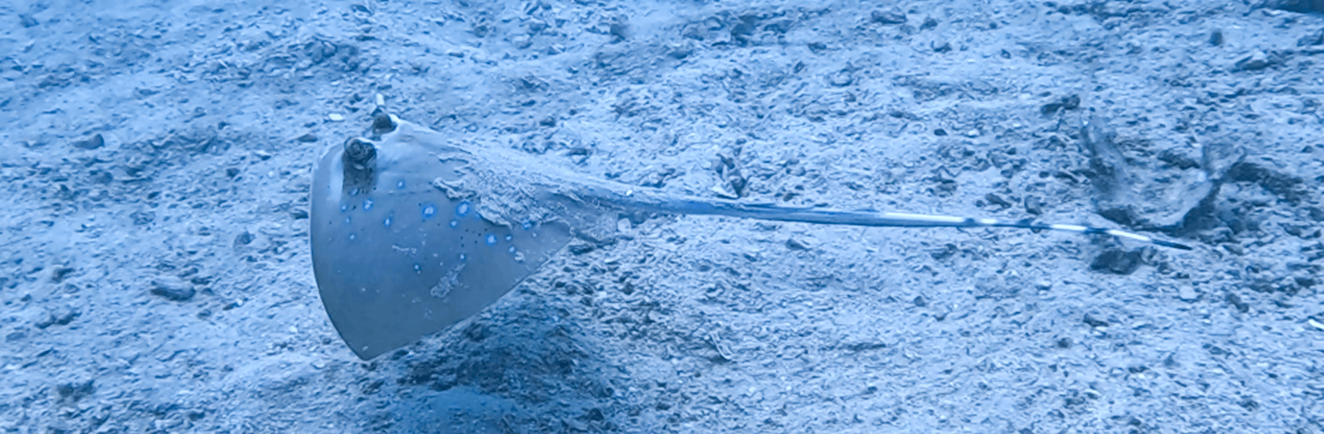 Advanced Open Water Course - PADI Certification 3