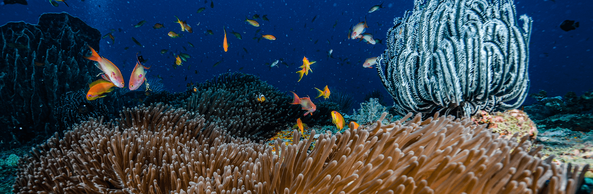 Fun Dives – Certified Divers 2