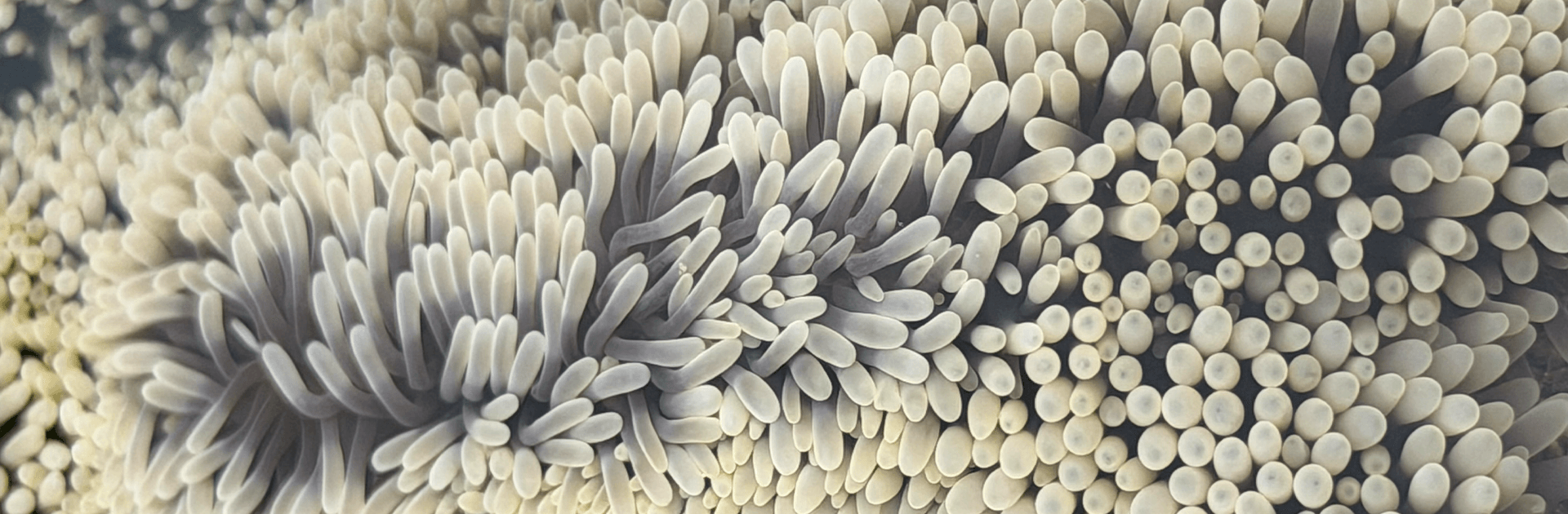 Inter Tidal Walk - Guided by Marine Biologist 1