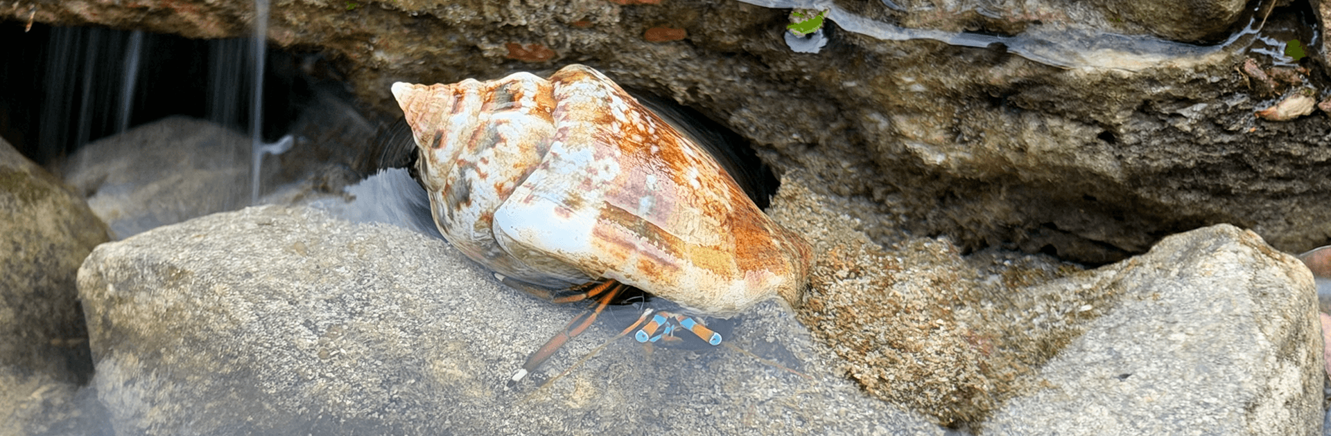 Inter Tidal Walk - Guided by Marine Biologist 3