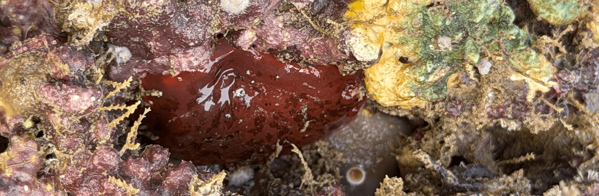 Inter Tidal Walk - Guided by Marine Biologist 4