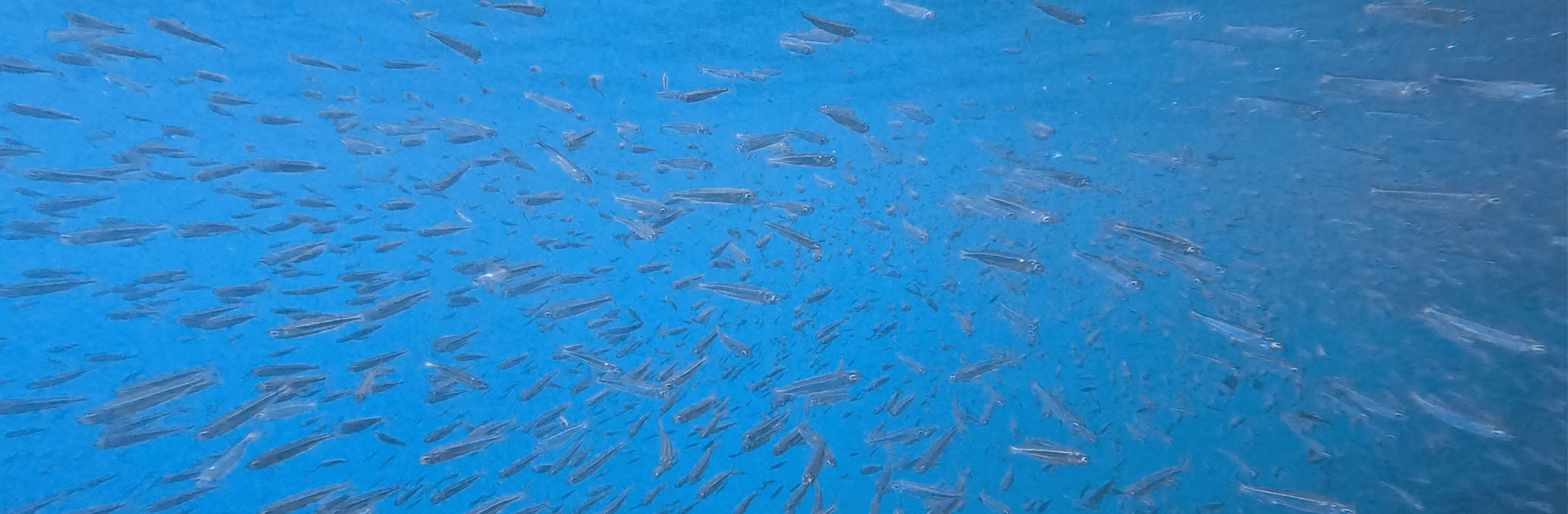 South Button Island Reef Explorer 4