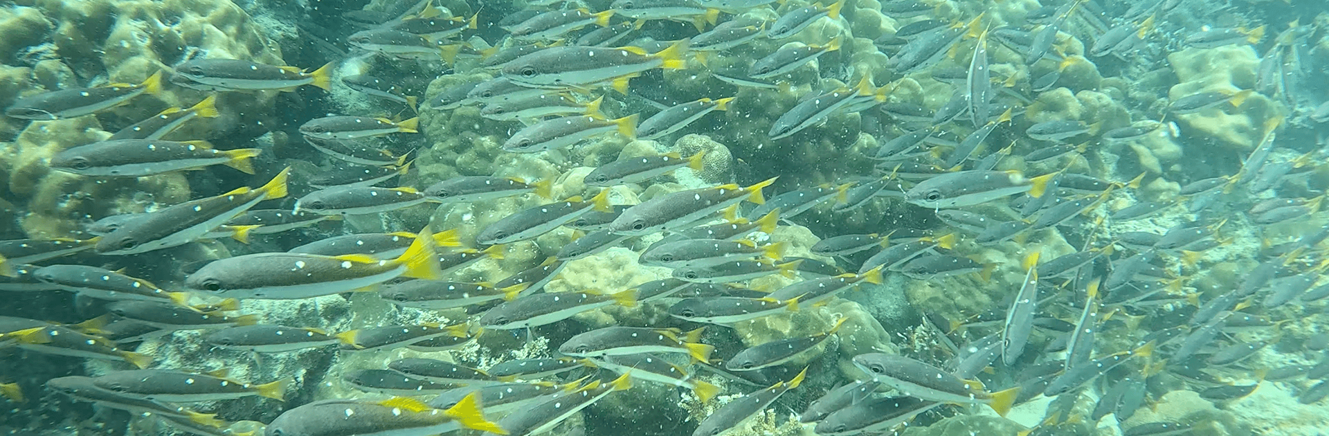 Open Water Scuba - Padi Course 2