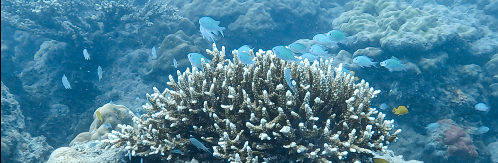 Open Water Scuba - Padi Course 4