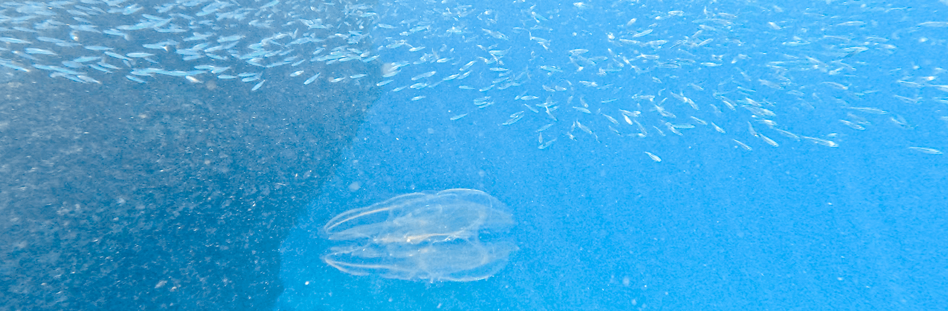 Sunset Snorkel Trip to Nicholson Island 1